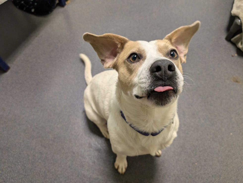 Adopt Don