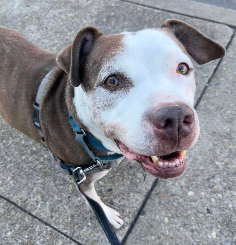 Adopt Don