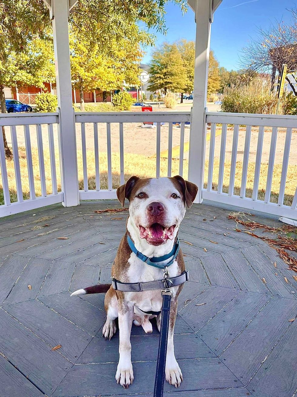 Adopt Don