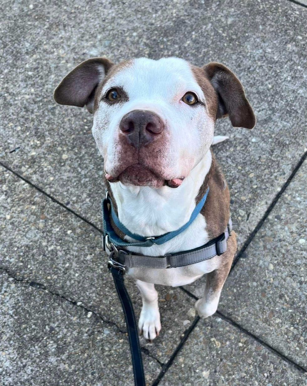 Adopt Don