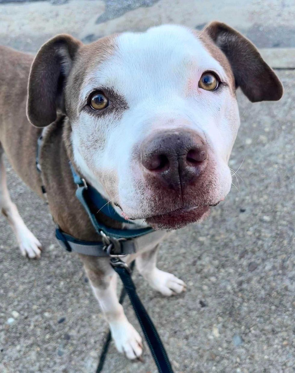 Adopt Don