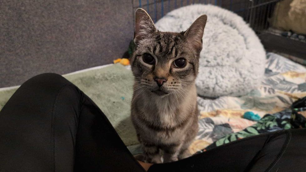 Adopt Don