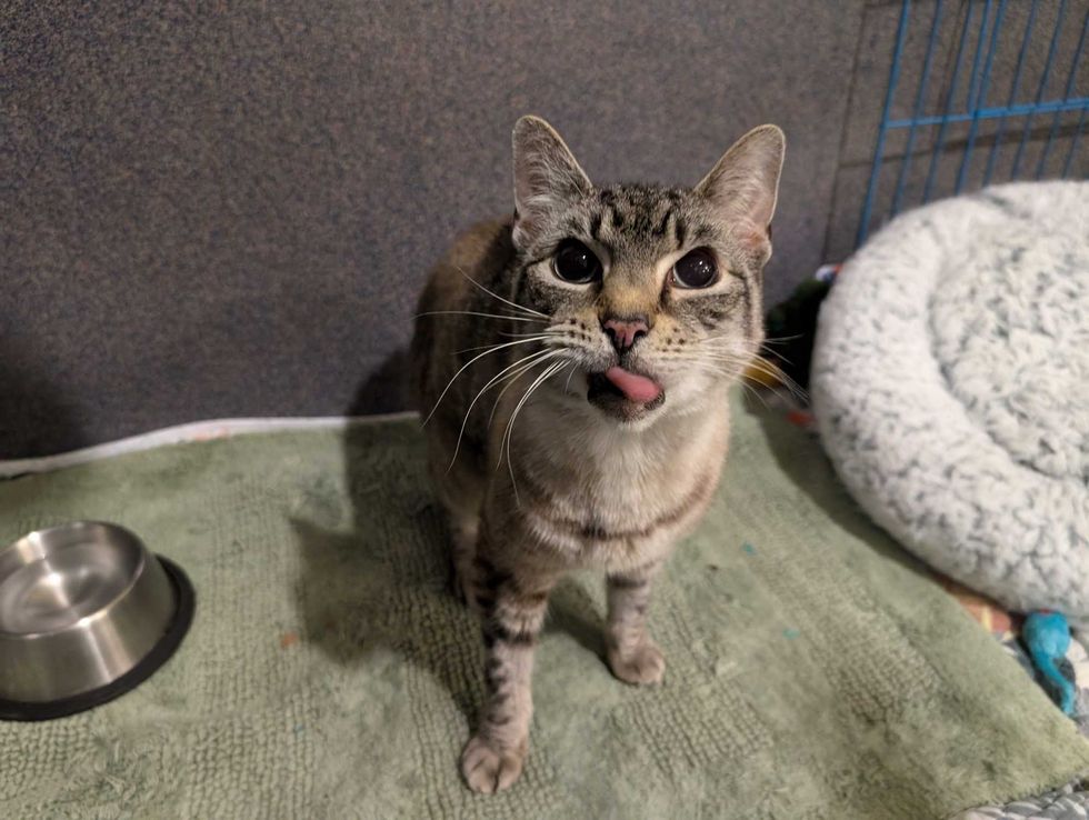 Adopt Don