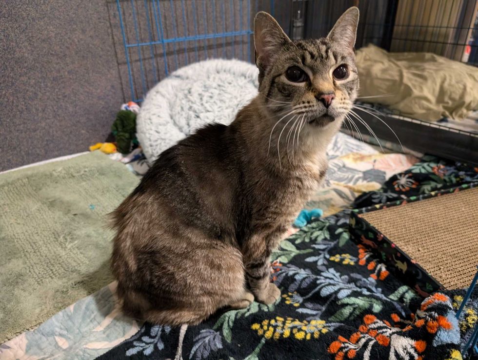 Adopt Don