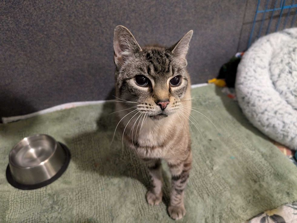 Adopt Don