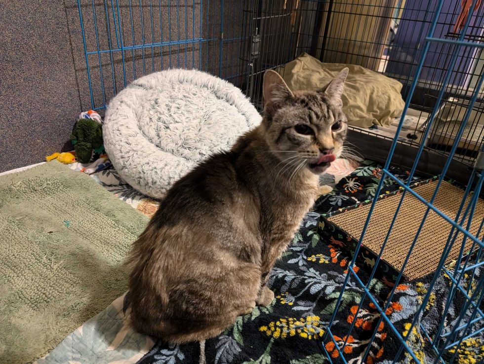 Adopt Don