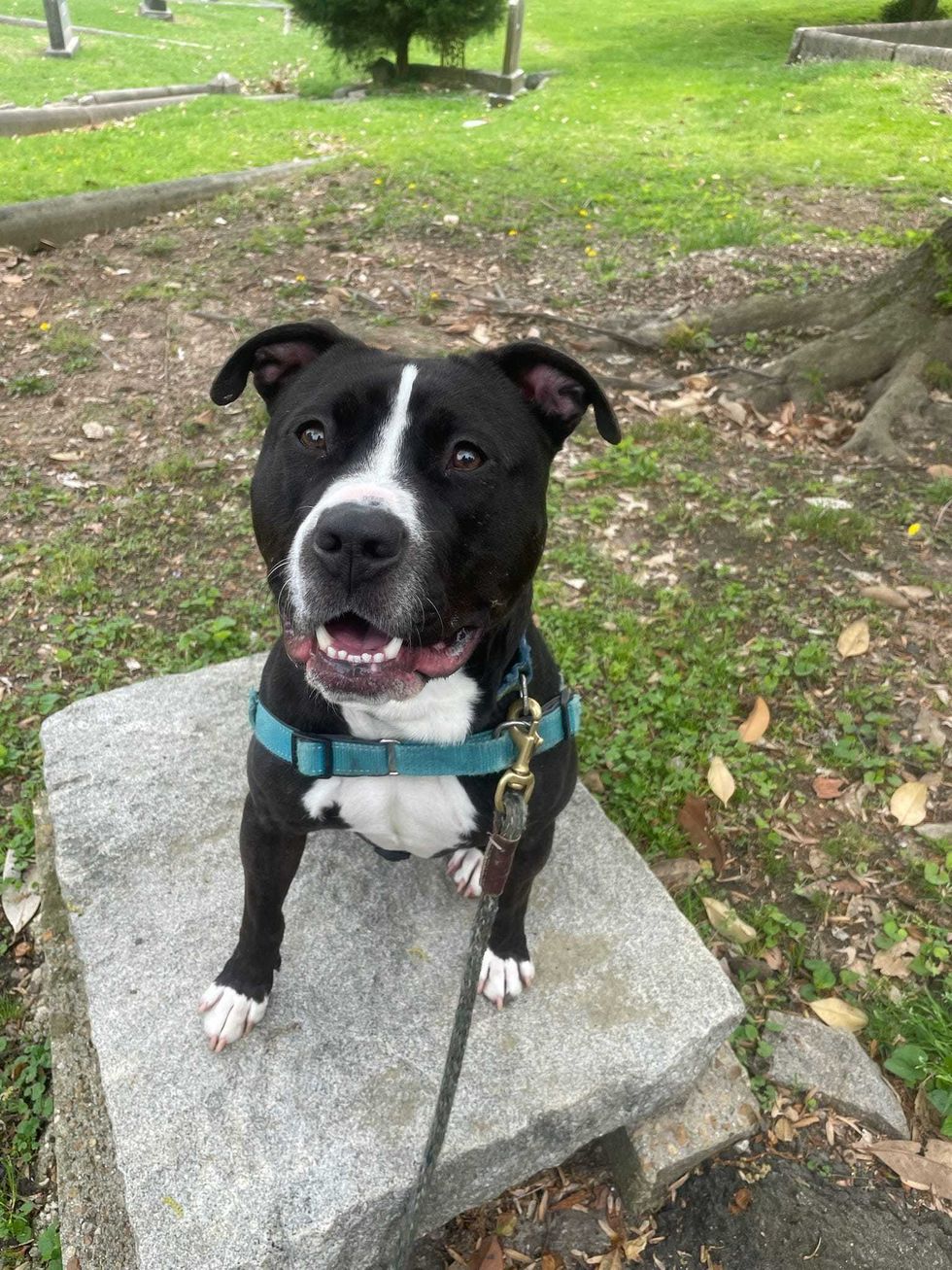 Adopt Don