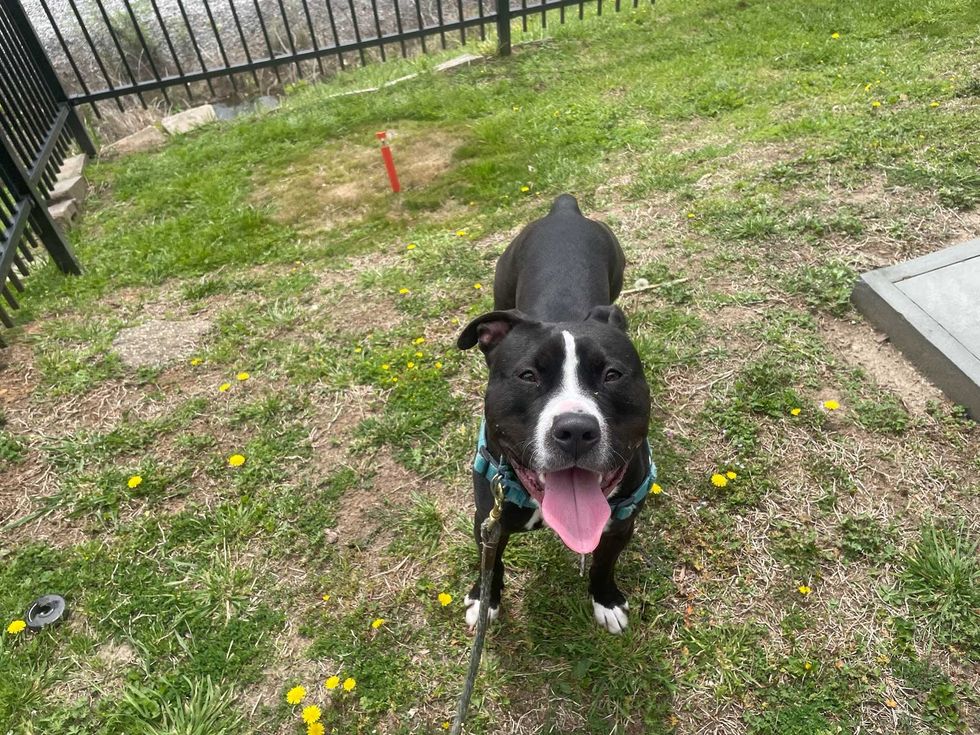 Adopt Don