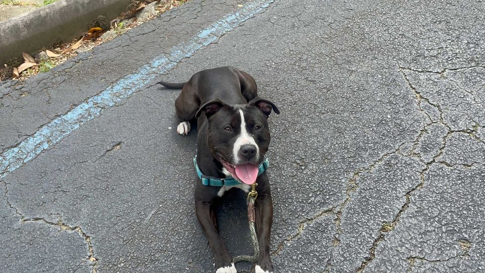 Adopt Don