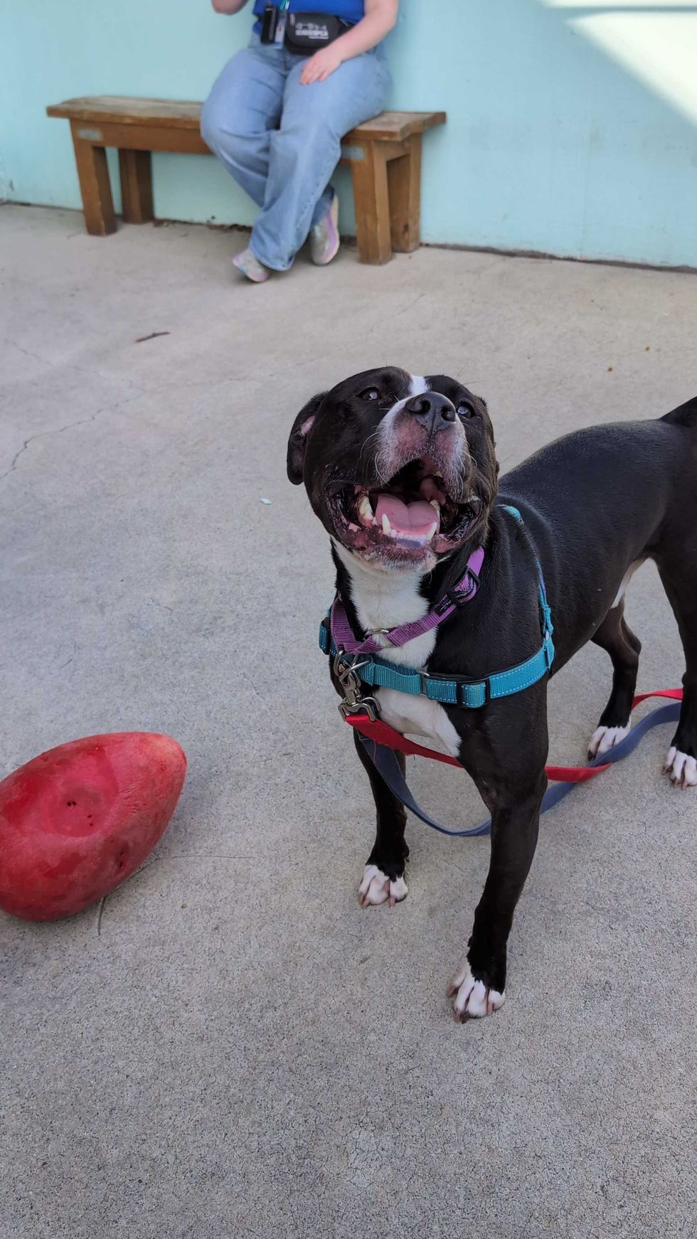 Adopt Don