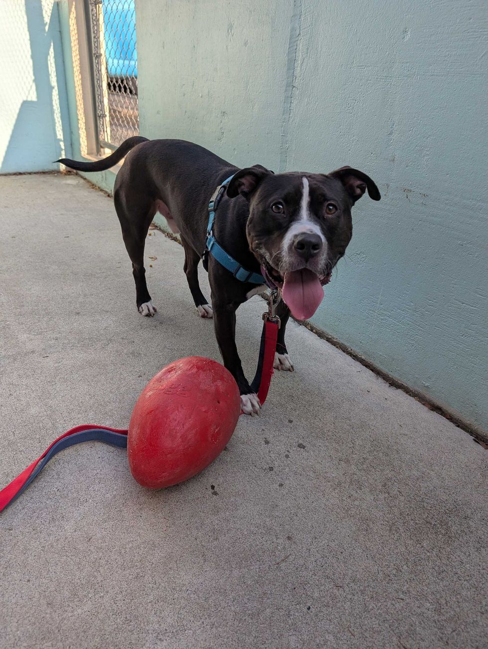 Adopt Don