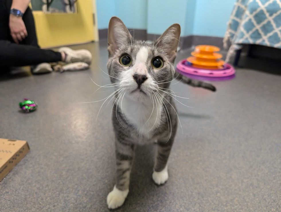 Adopt Don