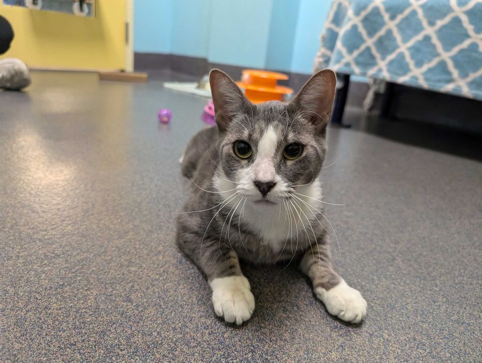 Adopt Don
