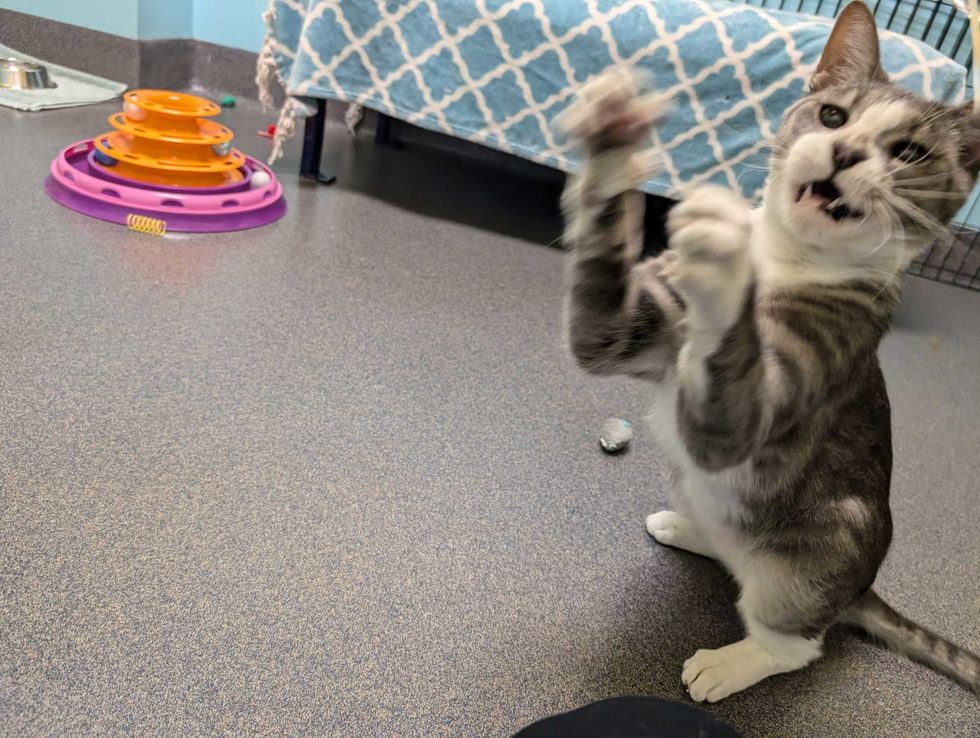 Adopt Don