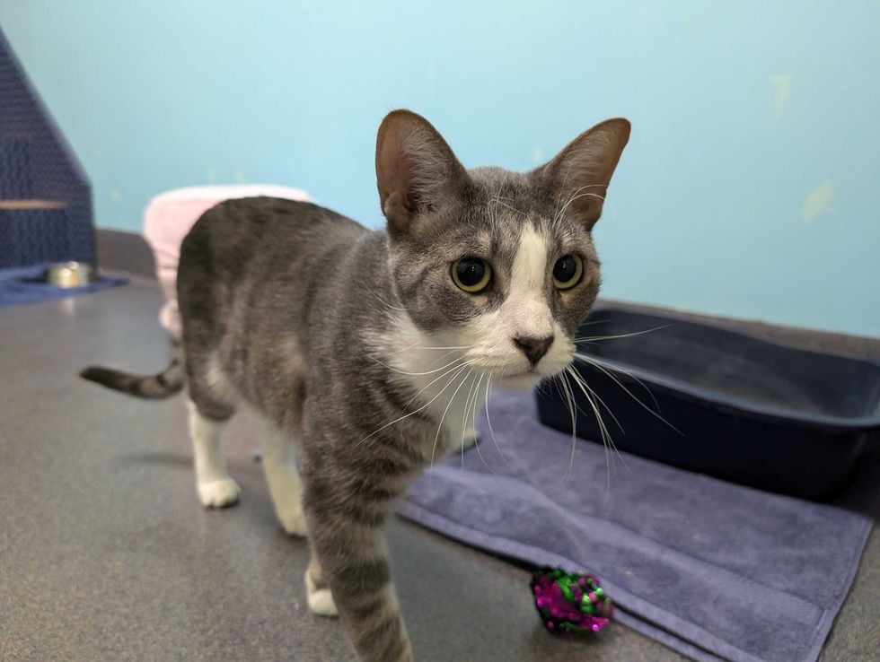 Adopt Don