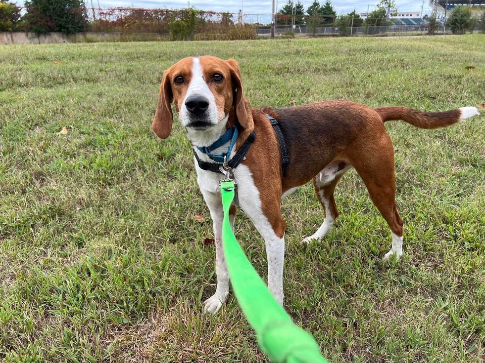 Adopt Don