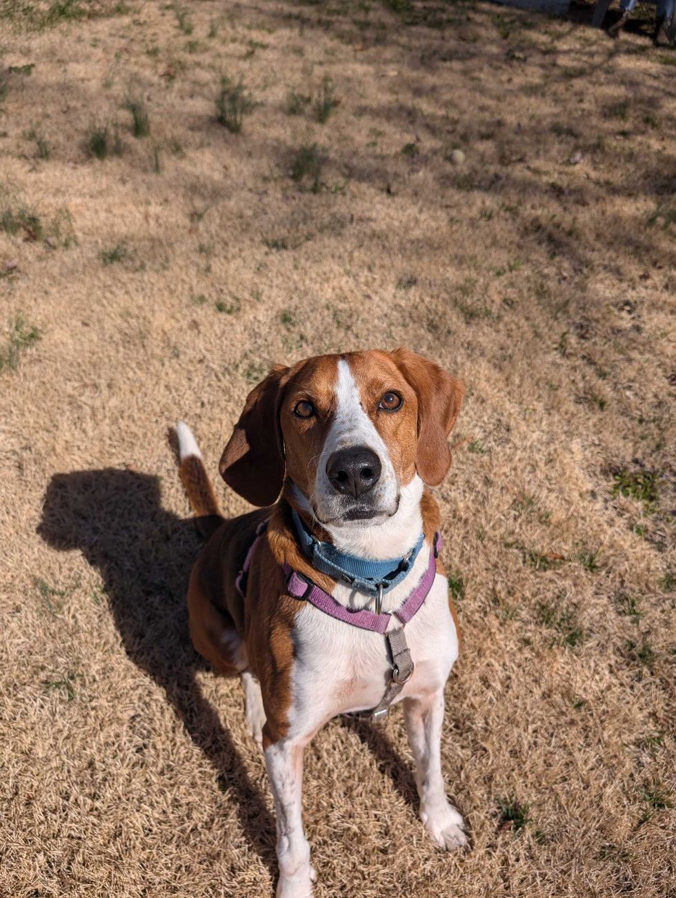 Adopt Don