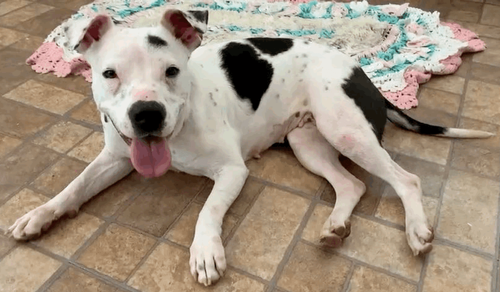 Adopt Don