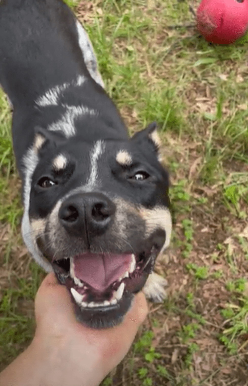 Adopt Don