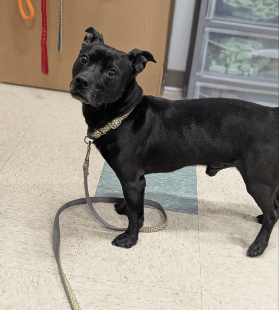 Adopt Don