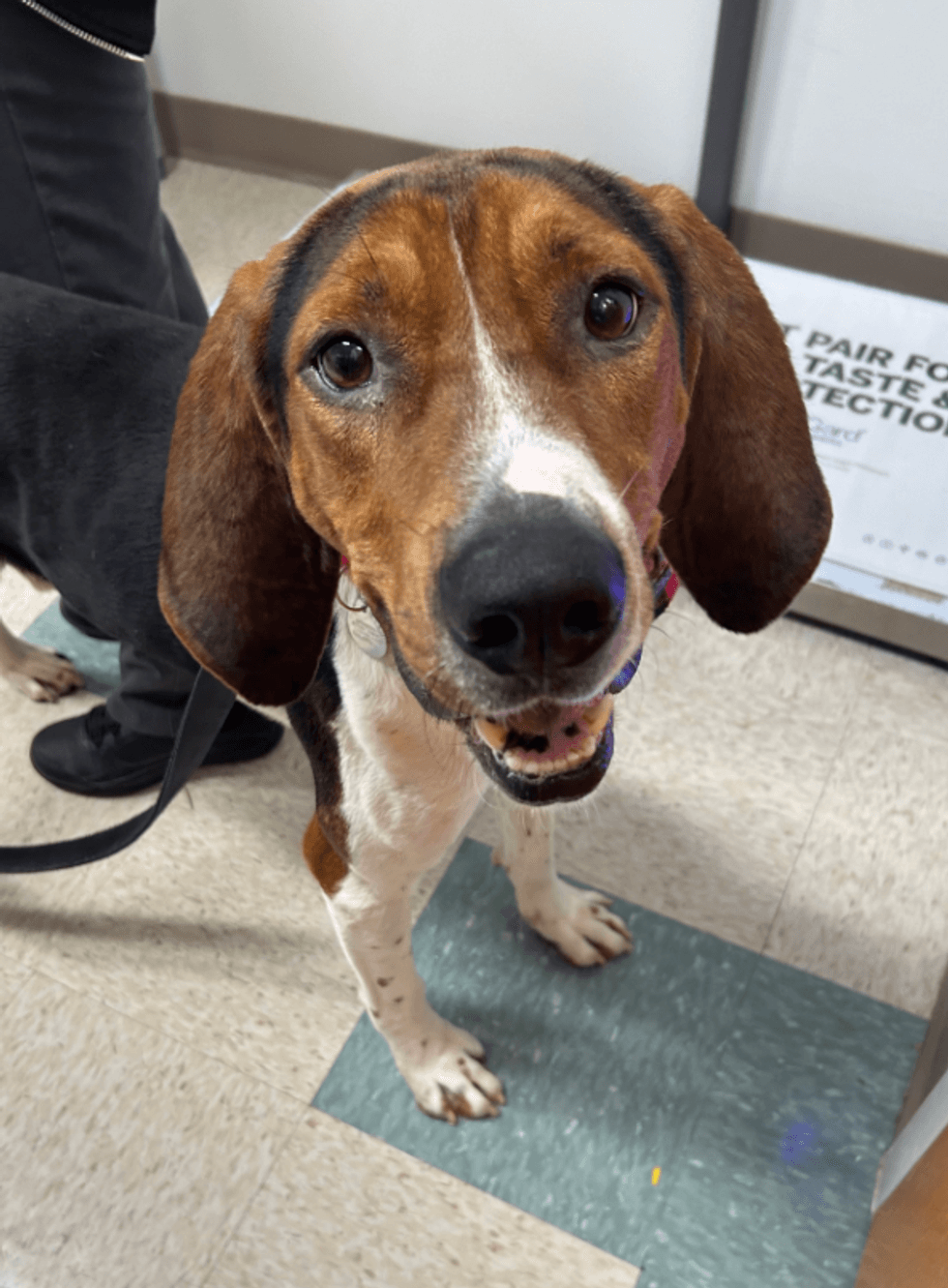 Adopt Don
