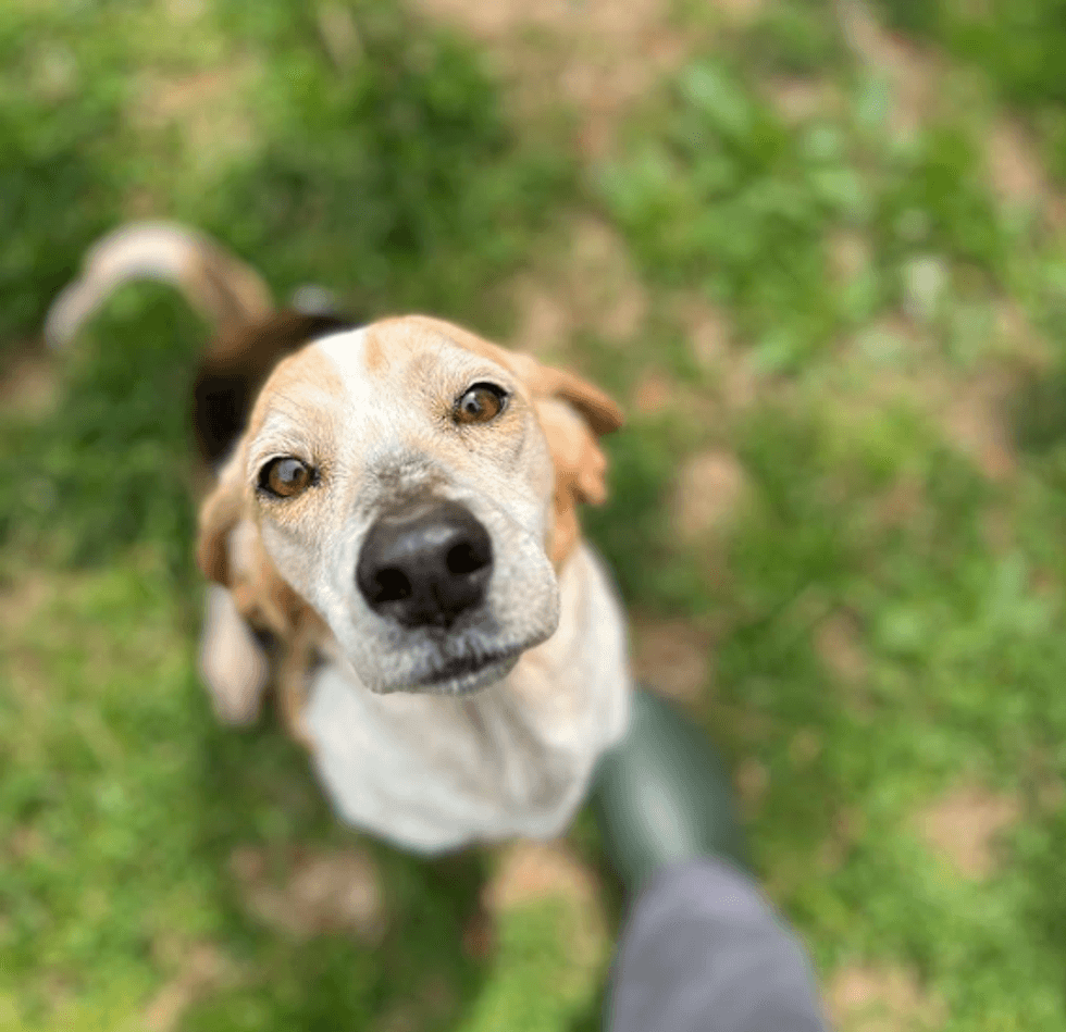 Adopt Don