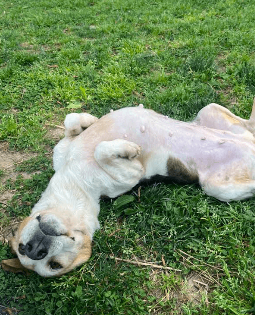 Adopt Don