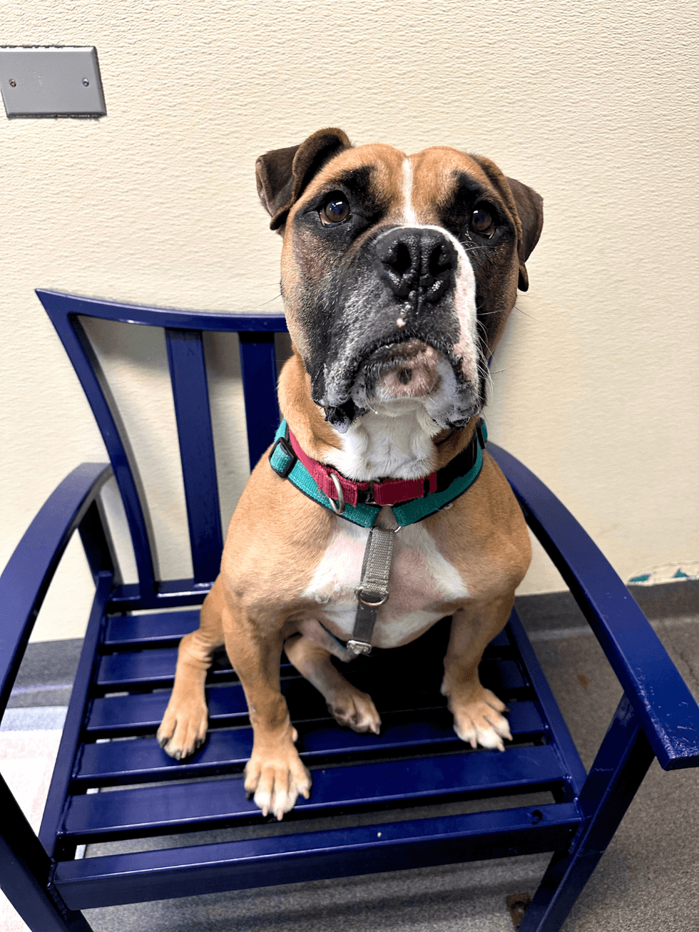 Adopt Don