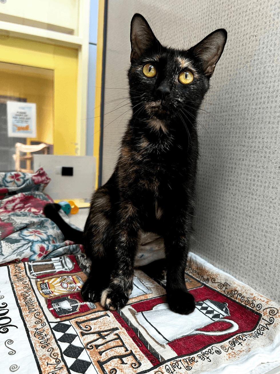 Adopt Don