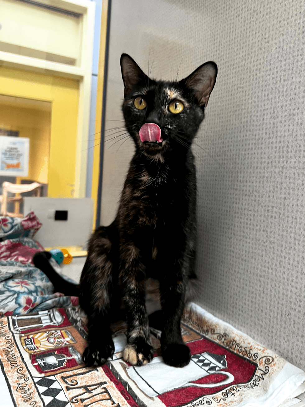 Adopt Don