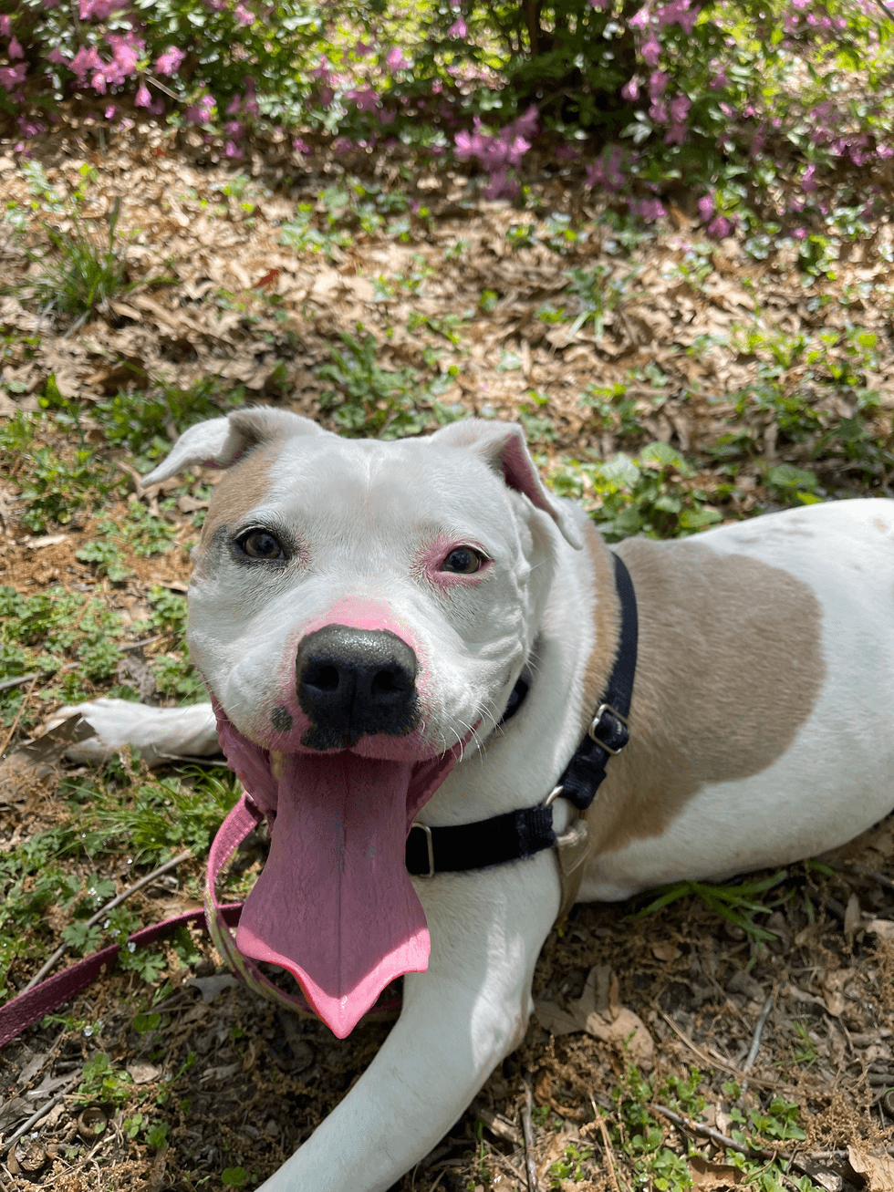 Adopt Don