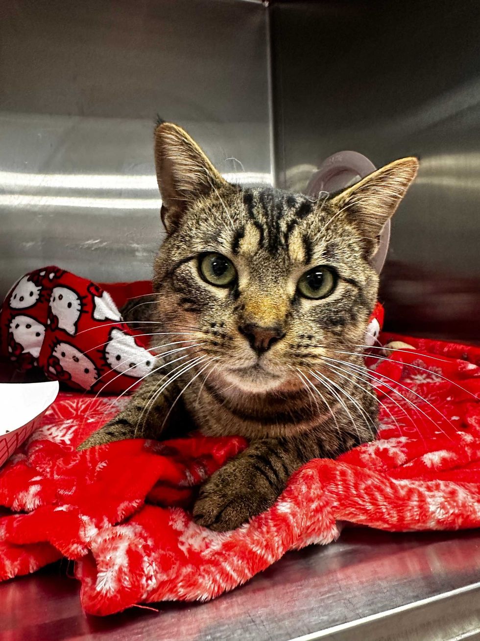 Adopt Don’t Shop