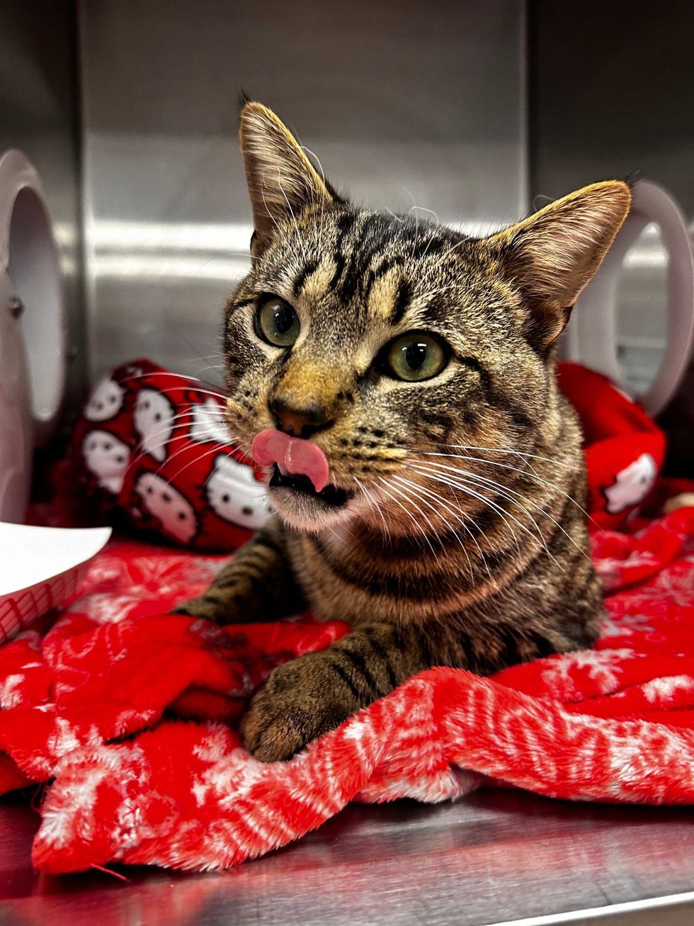 Adopt Don’t Shop