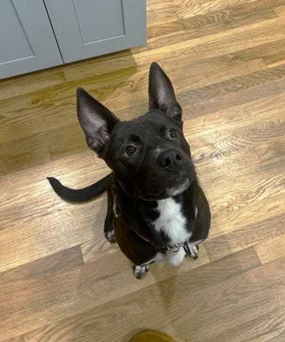 Adopt Don’t Shop