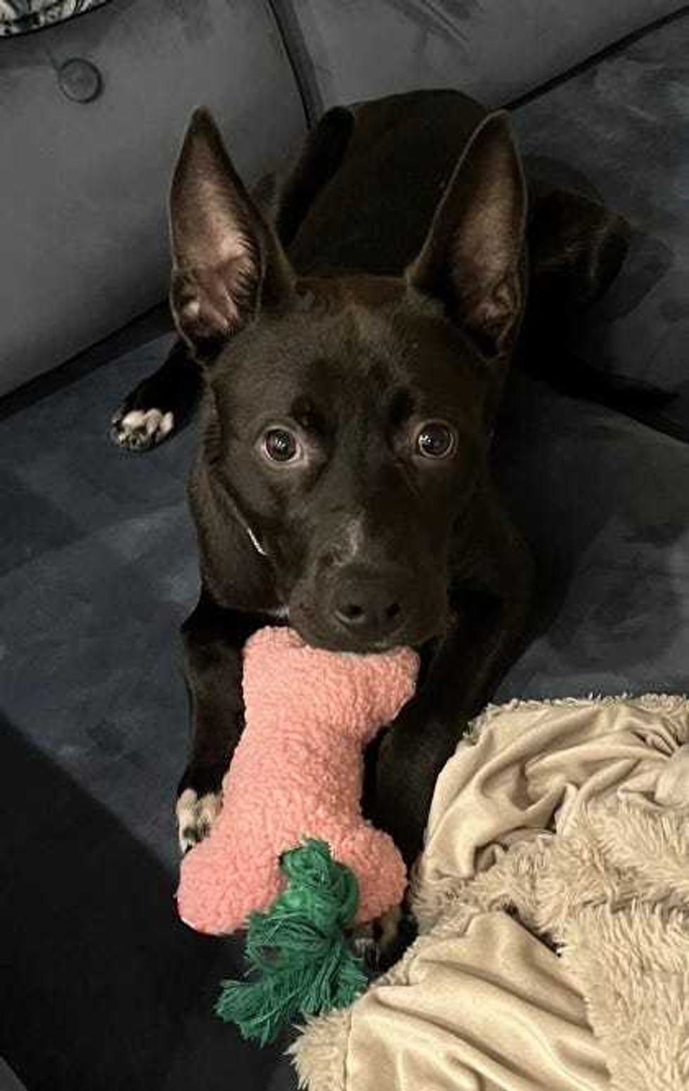 Adopt Don’t Shop