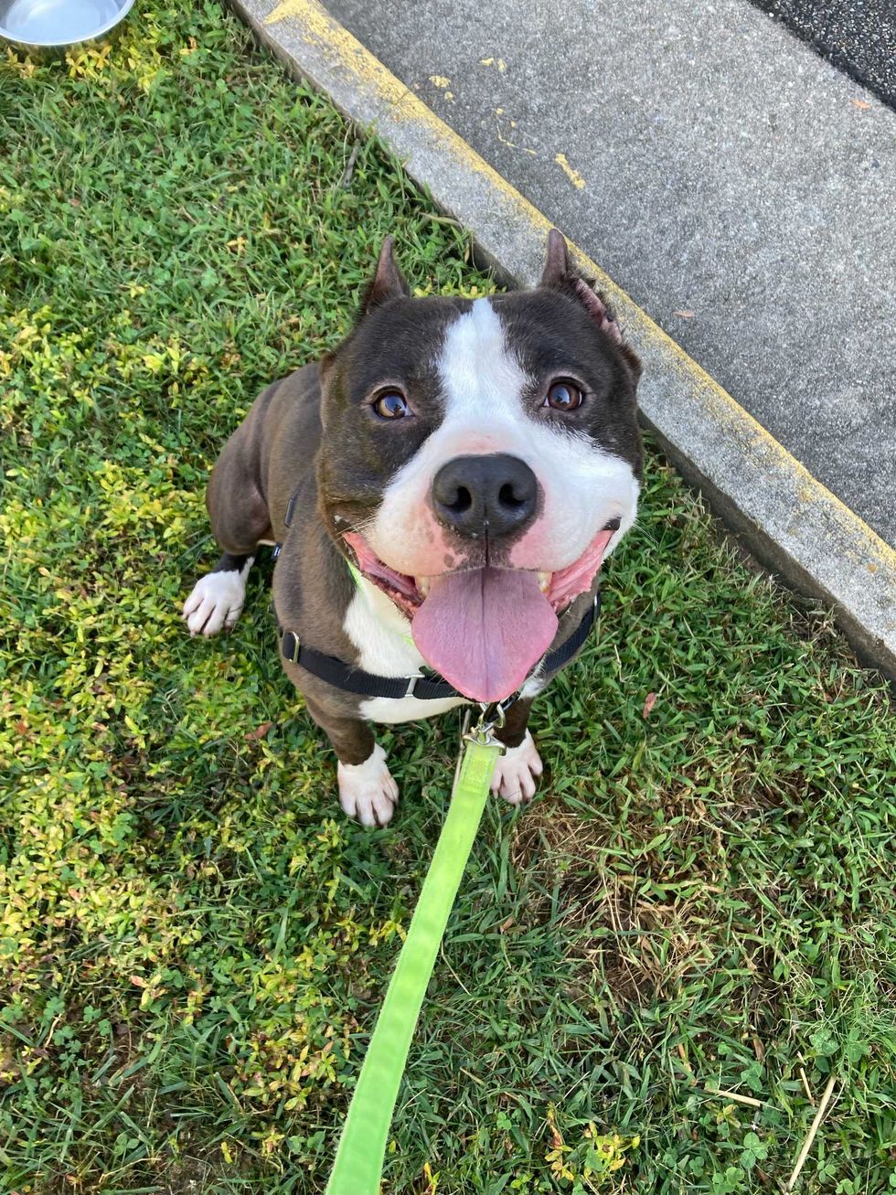 Adopt Don’t Shop