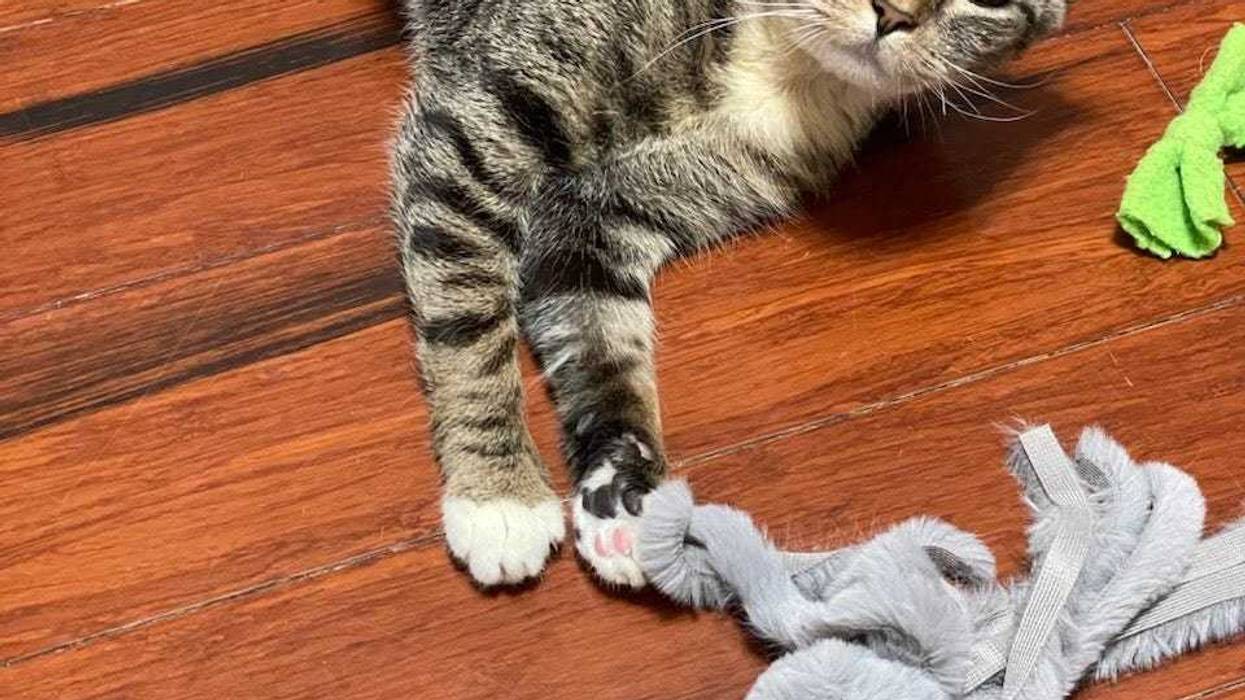 Adopt Don’t Shop