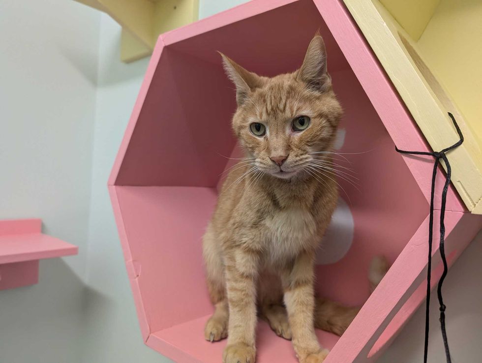 Adopt Don’t Shop