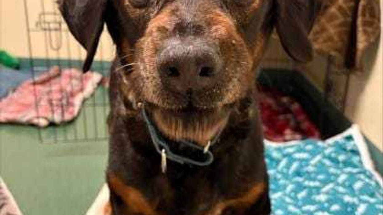 Adopt Don’t Shop