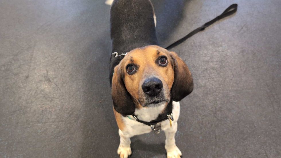 Adopt Don’t Shop