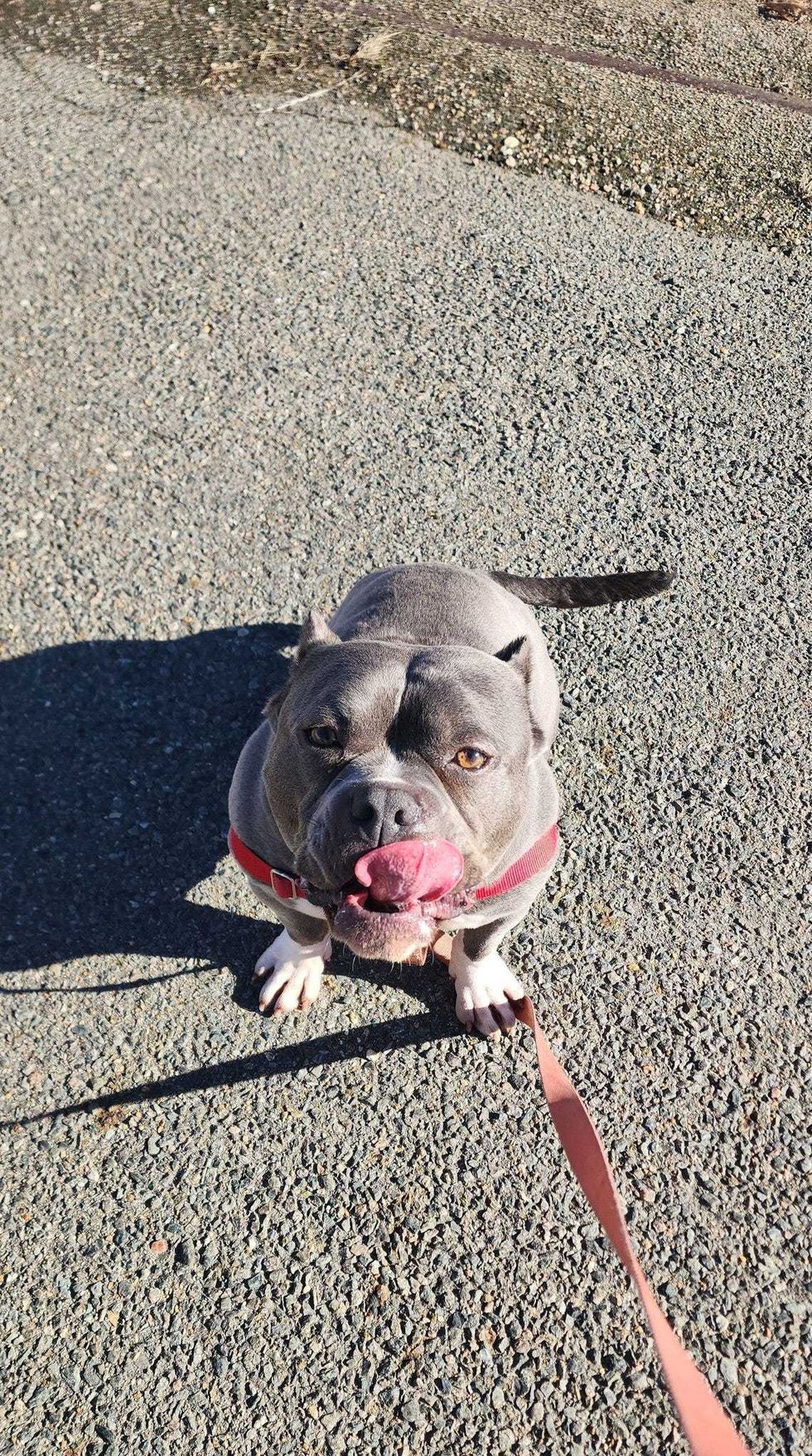 Adopt Don’t Shop