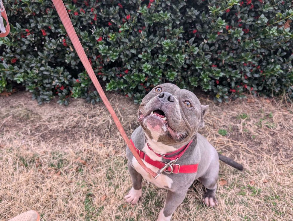 Adopt Don’t Shop