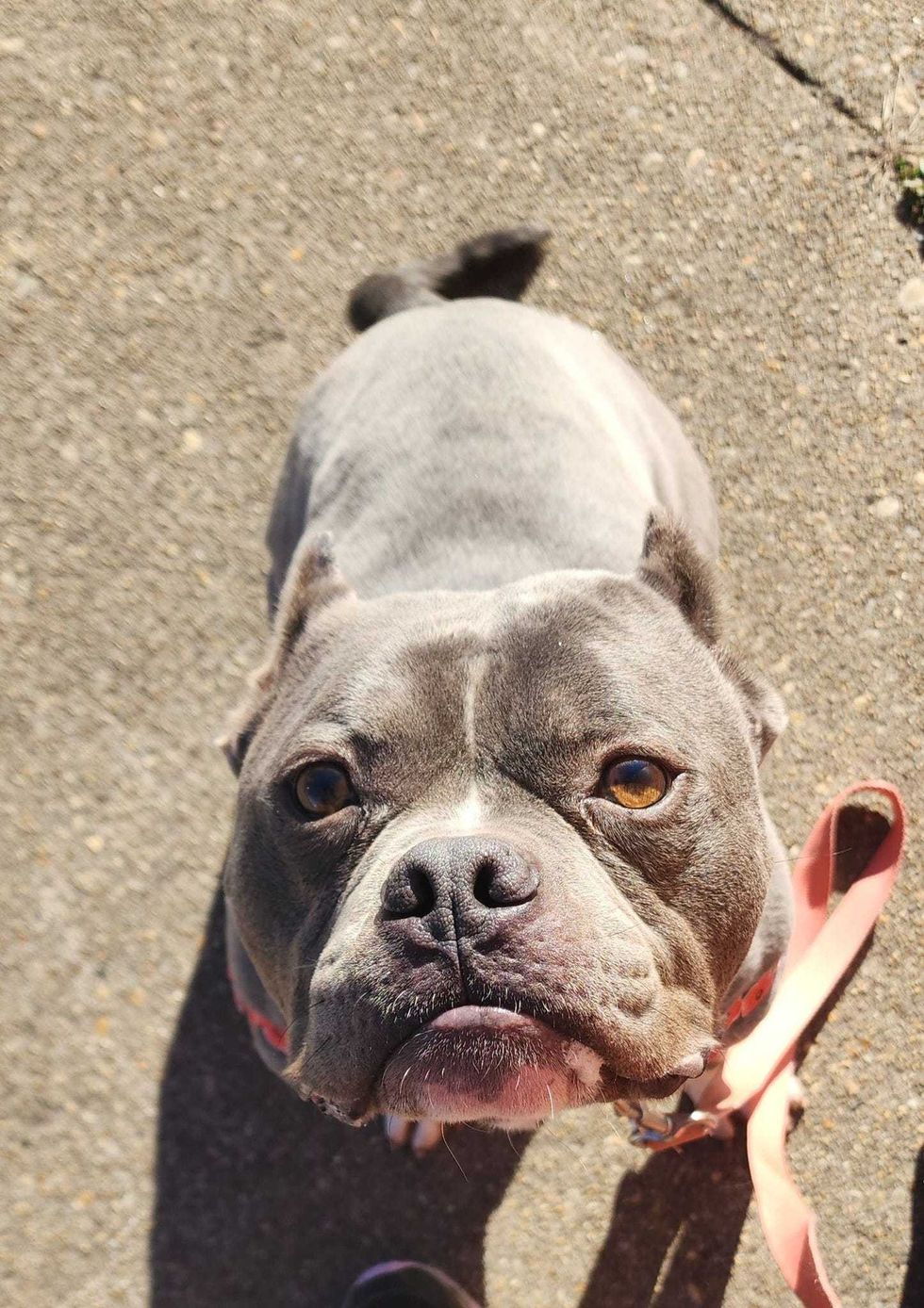 Adopt Don’t Shop
