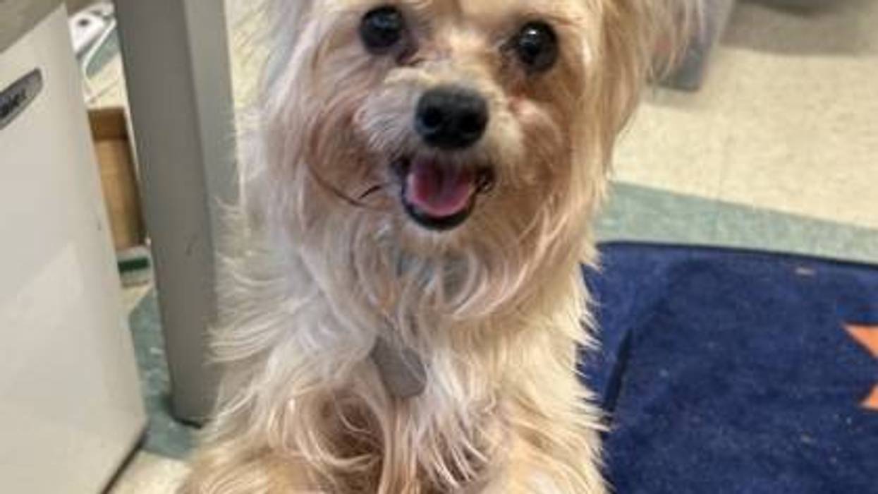 Adopt Don’t Shop