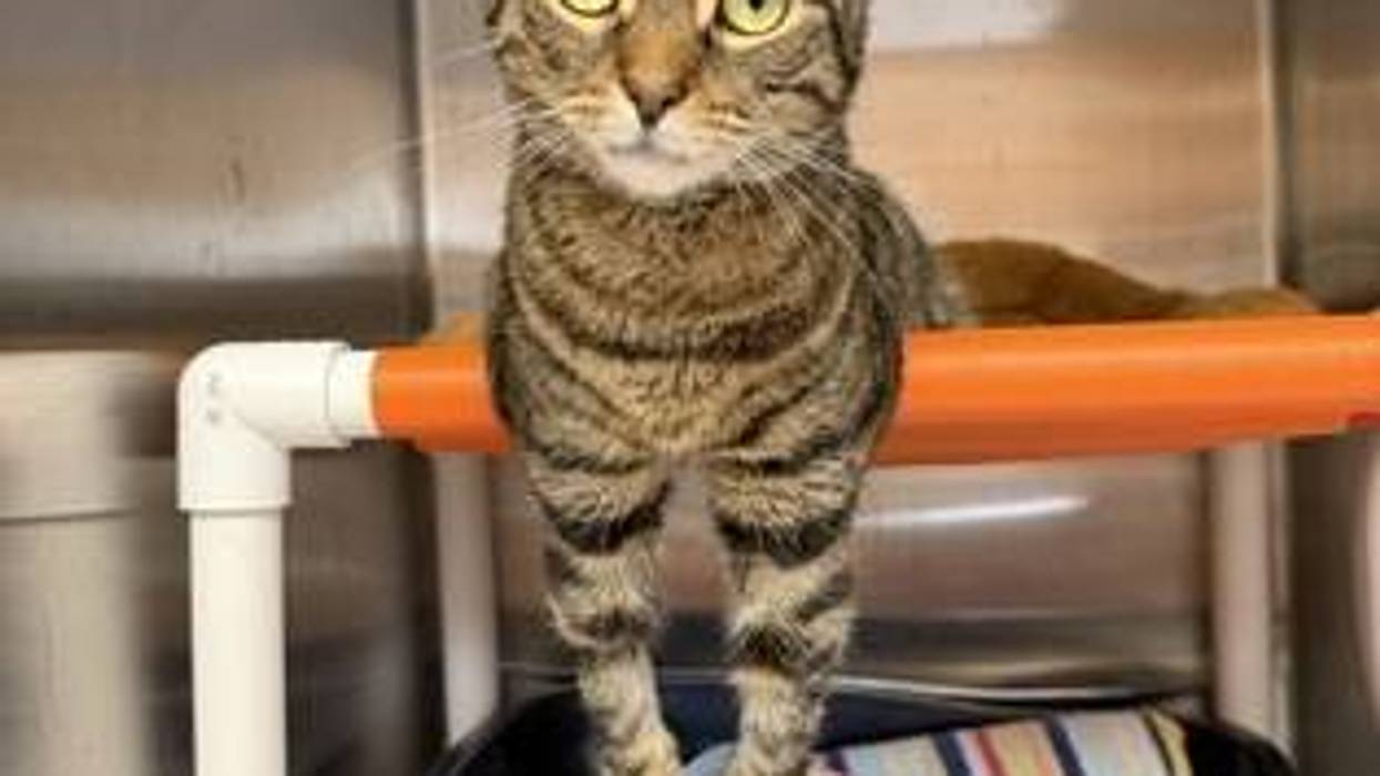 Adopt Don’t Shop