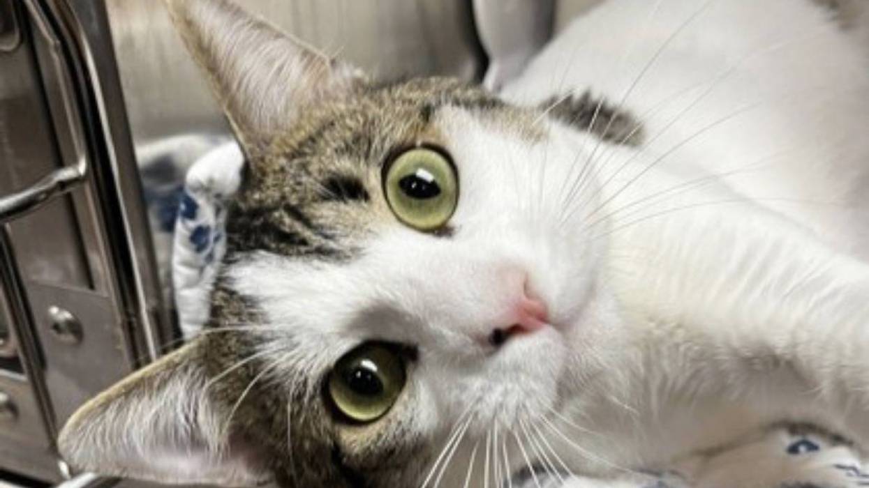 Adopt Don’t Shop