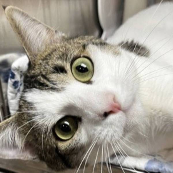 Adopt Don’t Shop