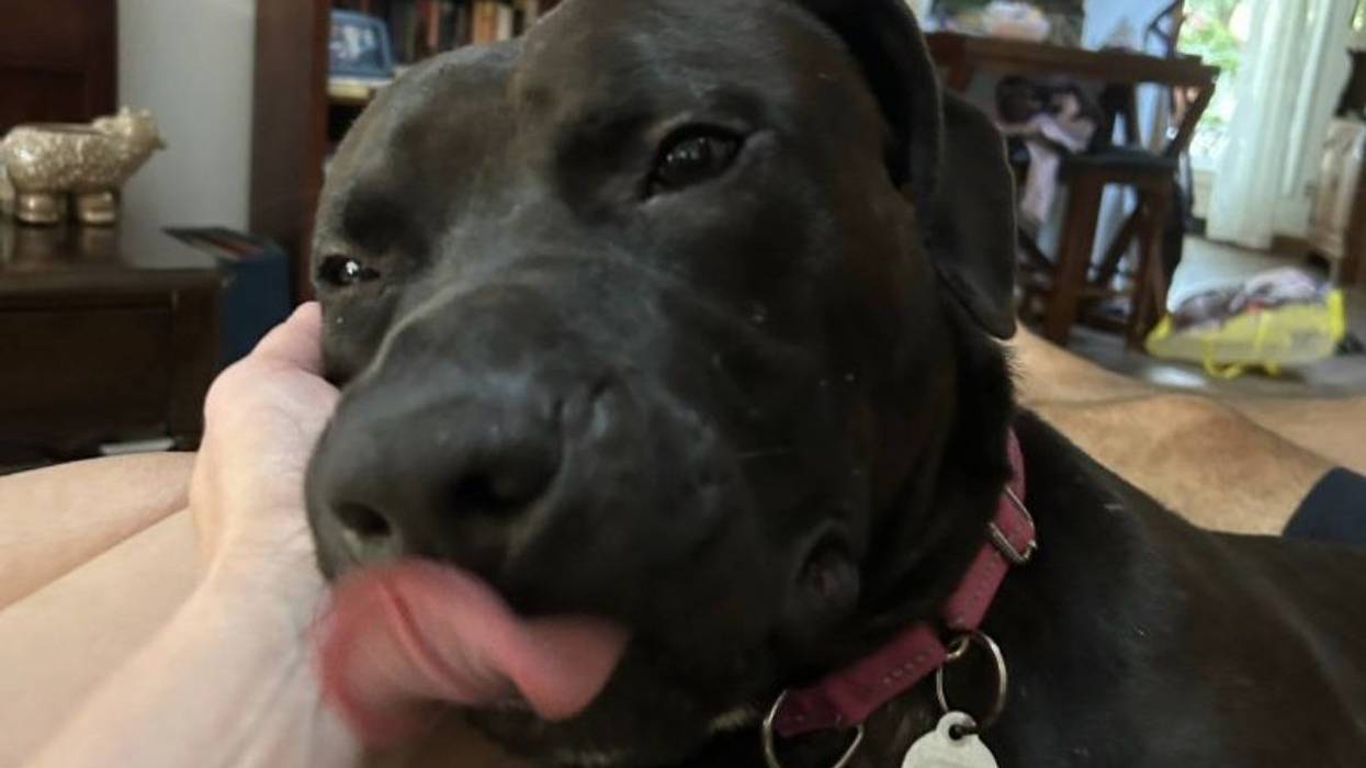 Adopt Don’t Shop