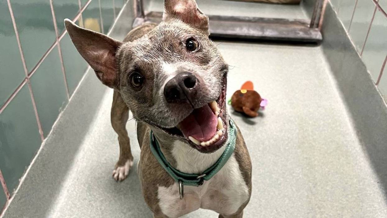 Adopt Don’t Shop