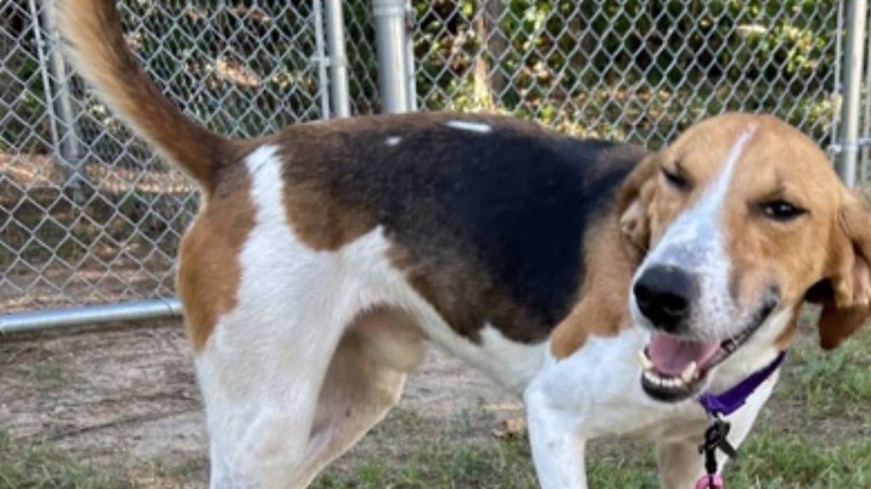 Adopt Don’t Shop